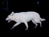 After Jane Dodd 2021 The Transcenders by Greta Anderson contemporary artwork print