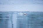 Immersion by Michel Zoghzoghi contemporary artwork Print
