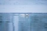 Immersion by Michel Zoghzoghi contemporary artwork print