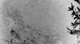 Heartbeat Porcupine in the Rain by Chen Xiaoyi contemporary artwork moving image