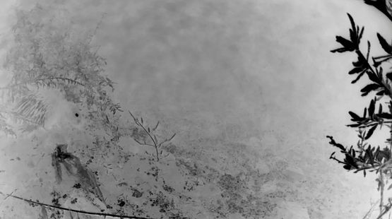 Heartbeat Porcupine in the Rain by Chen Xiaoyi contemporary artwork Moving Image