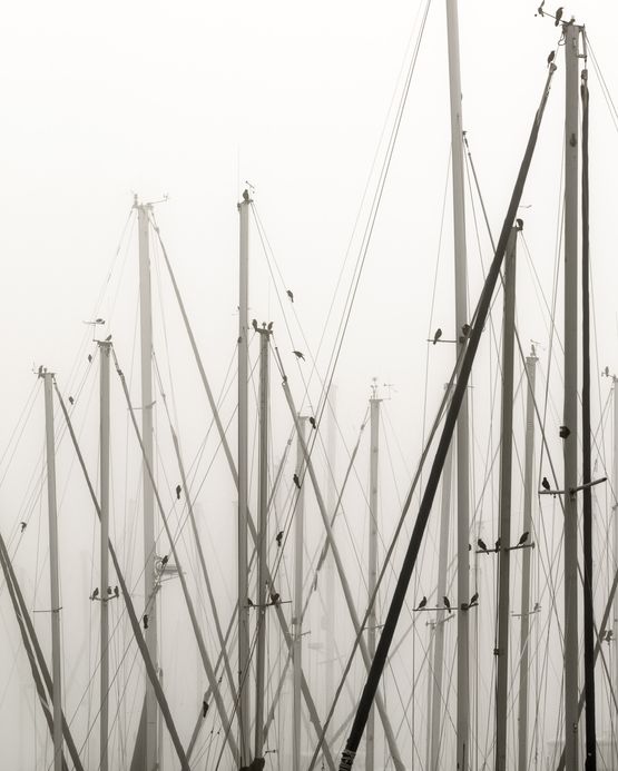 Masts by Anastasia Samoylova contemporary artwork Photography
