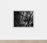 Untitled Tangled Branches by Dawoud Bey contemporary artwork photography