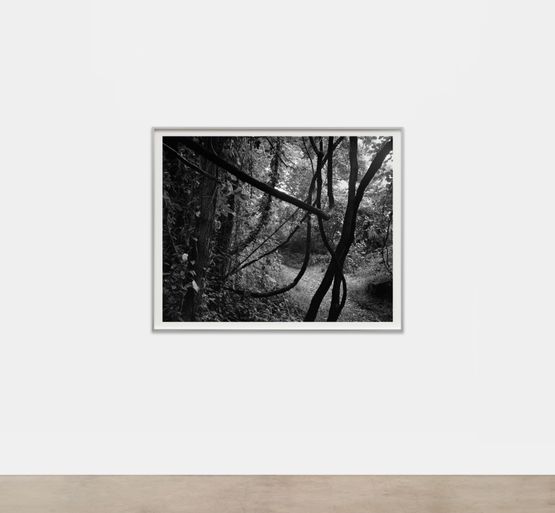 Untitled Tangled Branches by Dawoud Bey contemporary artwork Photography