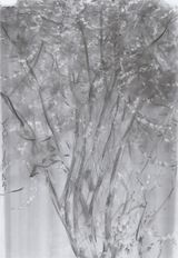 Miscellaneous Various Flower by He Duoling contemporary artwork drawing works on paper