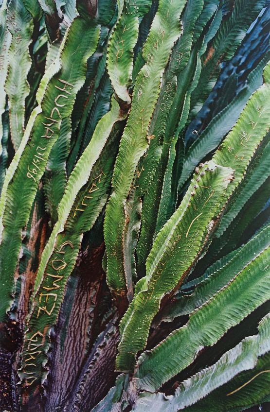 Cactus grave by Michel Francois contemporary artwork Photography