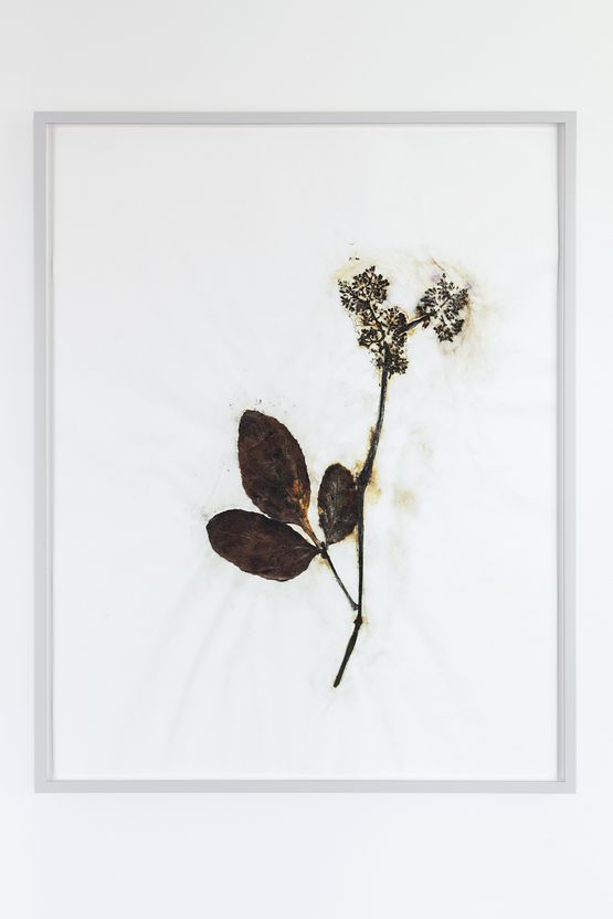 Herbarium Amazonas - Sheets 2 by Christoph Keller contemporary artwork Painting