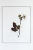 Herbarium Amazonas - Sheets 2 by Christoph Keller contemporary artwork Painting