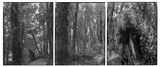 25.5.1995. The Observatory. Astronomers Point. Totara stumps and regenerating forest. Tamatea-Dusky Sound. After Russell Duncan. by Mark Adams contemporary artwork photography