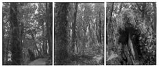25.5.1995. The Observatory. Astronomers Point. Totara stumps and regenerating forest. Tamatea-Dusky Sound. After Russell Duncan. by Mark Adams contemporary artwork Photography