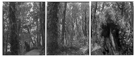 25.5.1995. The Observatory. Astronomers Point. Totara stumps and regenerating forest. Tamatea-Dusky Sound. After Russell Duncan. by Mark Adams contemporary artwork Photography