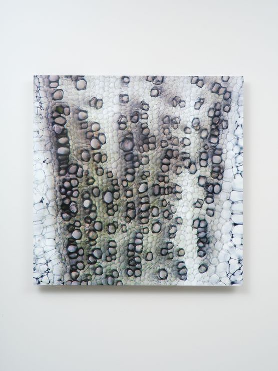 Coda Phenomena by Elizabeth Thomson contemporary artwork Painting