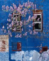 Princess Tree Baltimore Maryland by Anastasia Samoylova contemporary artwork print