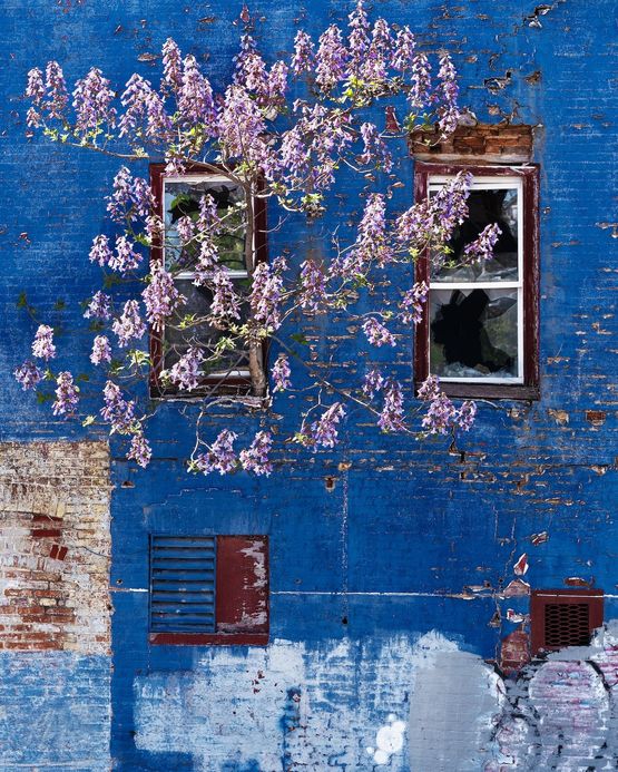 Princess Tree Baltimore Maryland by Anastasia Samoylova contemporary artwork Print