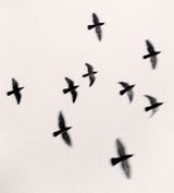 Nine Birds Izumo Taisha Honshu by Michael Kenna contemporary artwork photography