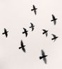 Nine Birds Izumo Taisha Honshu by Michael Kenna contemporary artwork Photography