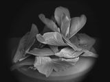 Dead Bee Portrait  11 by Anne Noble contemporary artwork photography