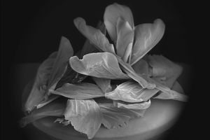 Anne Noble