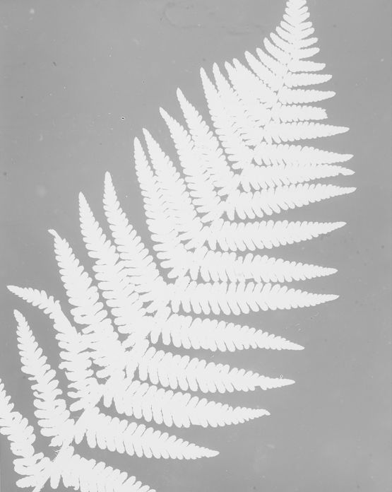 Untitled by The Estate Of Anwar Jalal Shemza contemporary artwork Photography