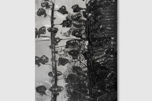 Matisse Mesnil