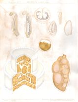 Specimen no.9 Affection by Contact Cake by Bianca Kennedy contemporary artwork drawing