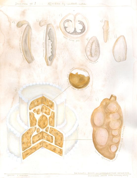 Specimen no.9 Affection by Contact Cake by Bianca Kennedy contemporary artwork Drawing