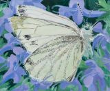 Small White Butterfly by Claudia Keep contemporary artwork painting