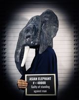 Asian elephant by Sabina Jafar contemporary artwork photography
