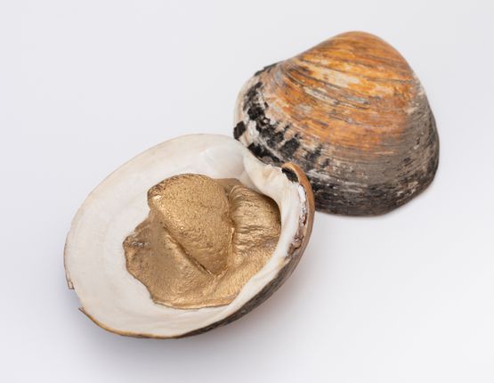 Clam with tongue by Dorothy Cross contemporary artwork Sculpture