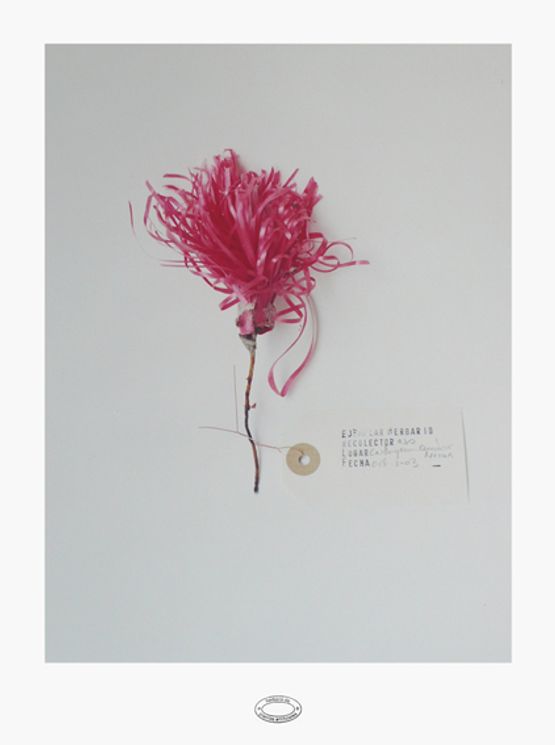 Proyecto Herbario de Plantas Artificiales by Alberto Baraya contemporary artwork Photography