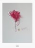 Proyecto Herbario de Plantas Artificiales by Alberto Baraya contemporary artwork Photography