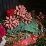 Nature morte aux Lotus Calcutta by Denis Dailleux contemporary artwork photography