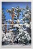 Holy Night by Ulala Imai contemporary artwork Painting