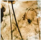 Silk Shadow 4 by Liang Shaoji contemporary artwork painting