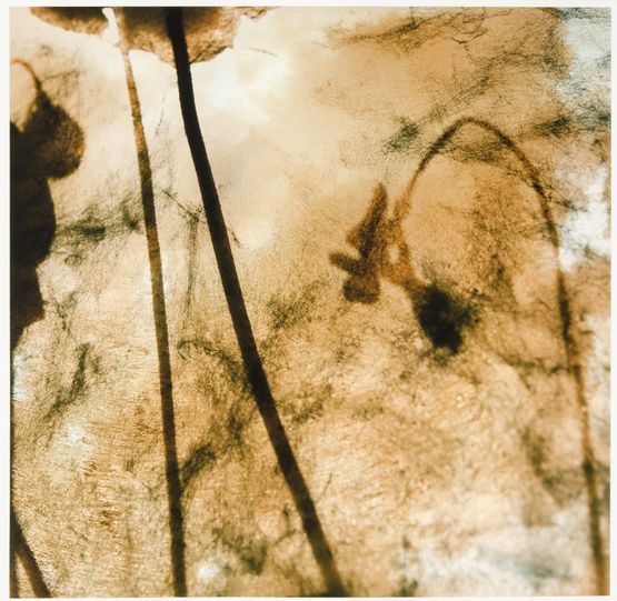 Silk Shadow 4 by Liang Shaoji contemporary artwork Painting
