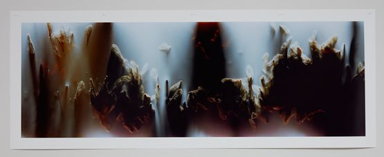 Bruissement 6 by Anne Noble contemporary artwork Photography