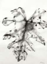 Reflections Nature Series 8 by Barbara Edelstein contemporary artwork drawing painting works on paper