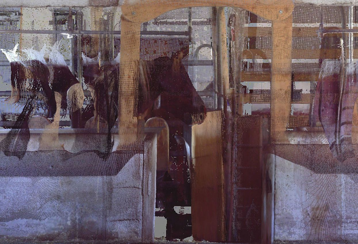 Loretta Fahrenholz