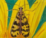 Pennsylvania Scorpion Fly by Claudia Keep contemporary artwork painting
