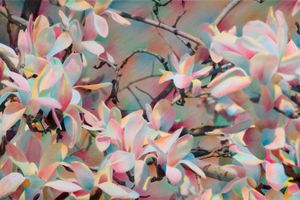 Shi Guowei