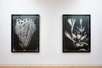 Contemporary art exhibition Joyce Campbell LA Botanical at Two Rooms Auckland New Zealand