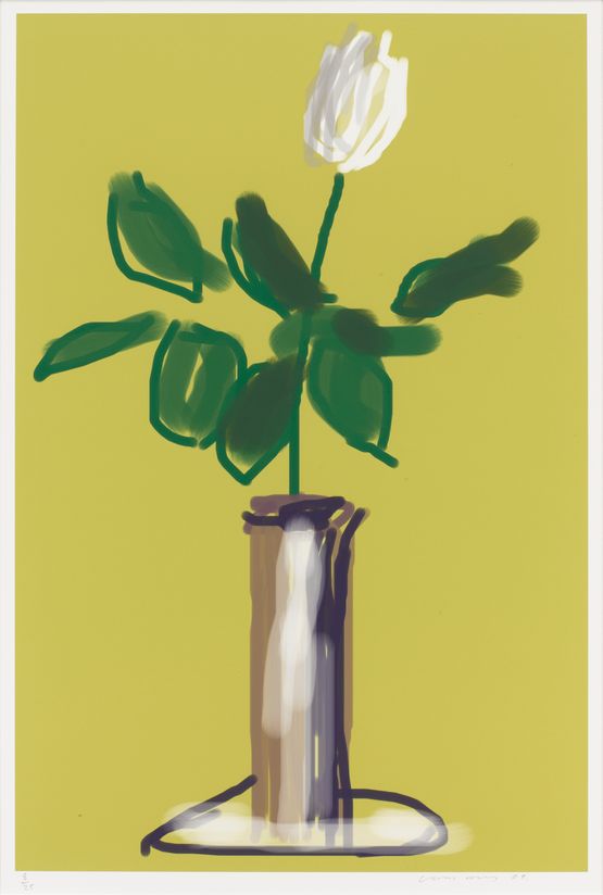 White Rose by David Hockney contemporary artwork Works on Paper