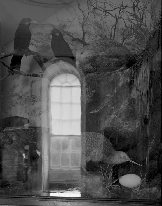 12.11.2000 Huia Kakapo Kiwi Kea. The Onslow Room Clandon Park Surrey England. by Mark Adams contemporary artwork Photography