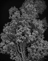 Untitled 1 by Gilbert Hage contemporary artwork print