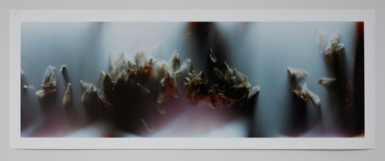Bruissement 4 by Anne Noble contemporary artwork Photography