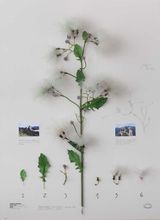 Planta pluma - Antropometria argentina by Alberto Baraya contemporary artwork mixed media