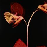 Leave by Angelika Krinzinger contemporary artwork photography