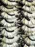 Fans Fiji by Peter Peryer contemporary artwork Photography