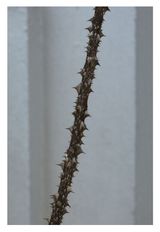 ohne titel  no title by Peter Piller contemporary artwork print