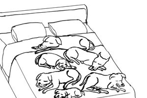 David Shrigley